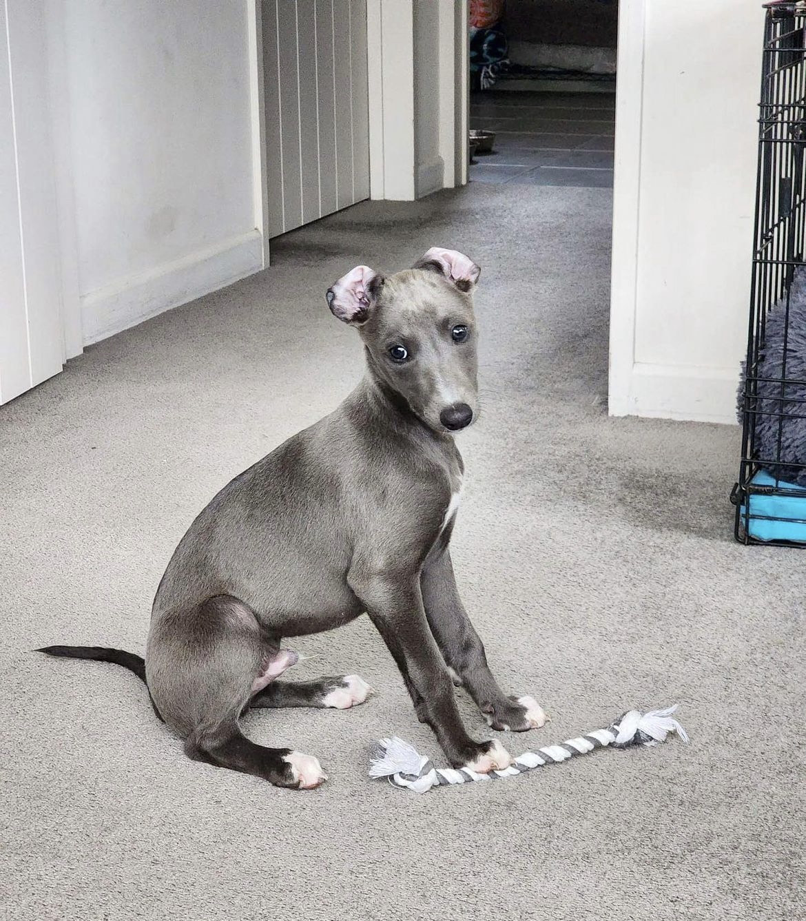 available-puppies-king-italian-greyhound