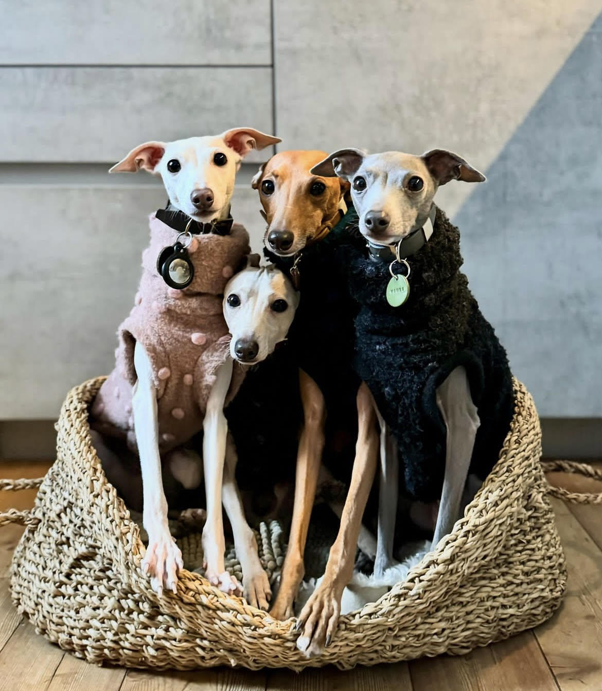 King italian greyhound licensed italian greyhound breeders
